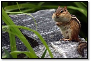 chipmunk stealing food