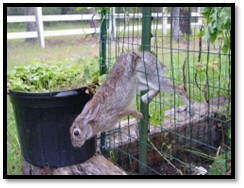 Rabbit passing through 2 inch fencing