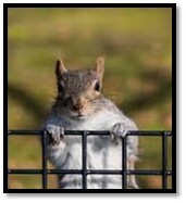 squirrel climbing fence