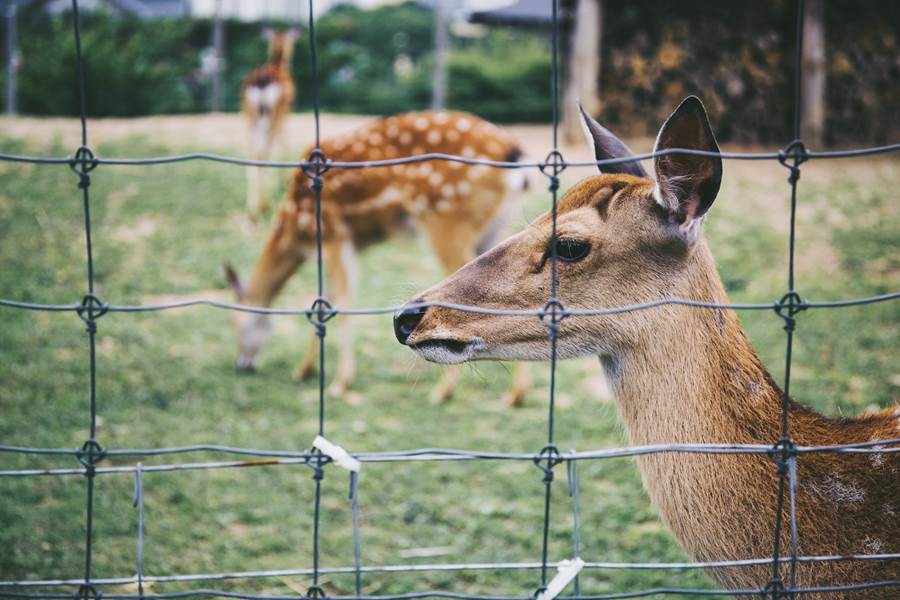 Deer behind deer fence