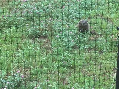 Groundhog Fencing