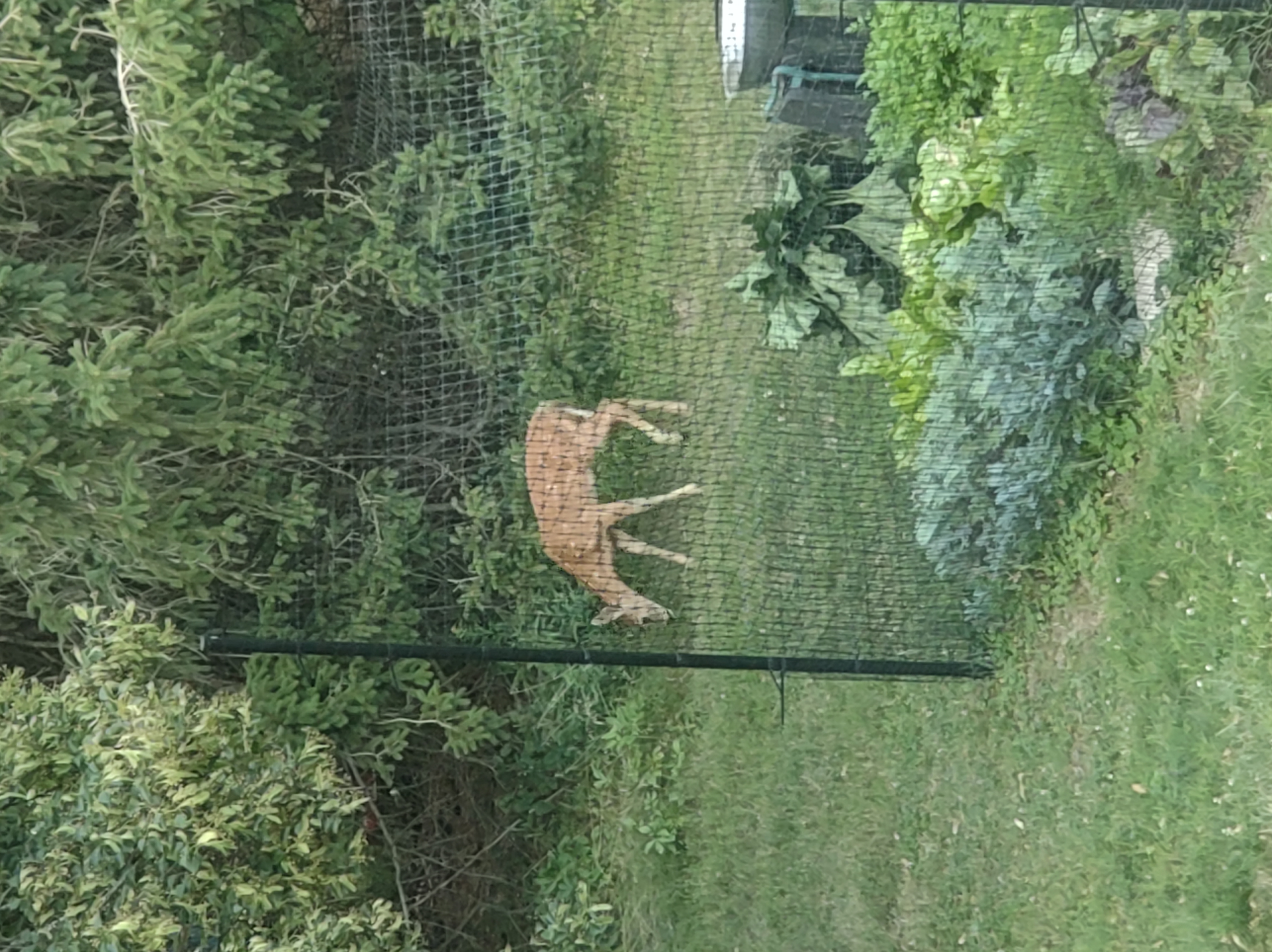 Deer Photo Outside Of Fence Kit XO8
